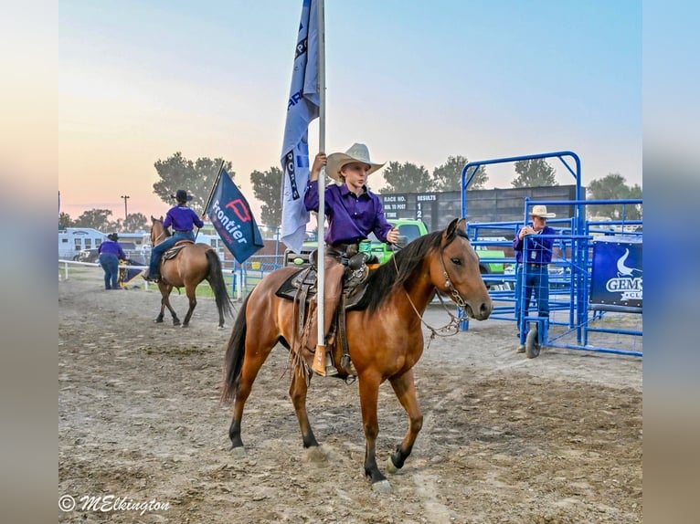Weitere Ponys/Kleinpferde Wallach 5 Jahre 135 cm Rotbrauner in Rigby