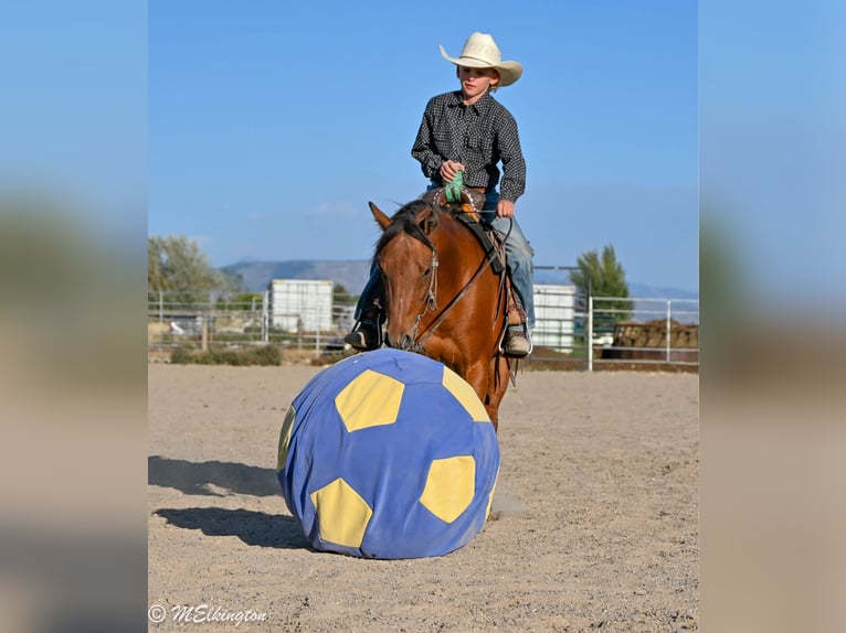 Weitere Ponys/Kleinpferde Wallach 5 Jahre 135 cm Rotbrauner in Rigby
