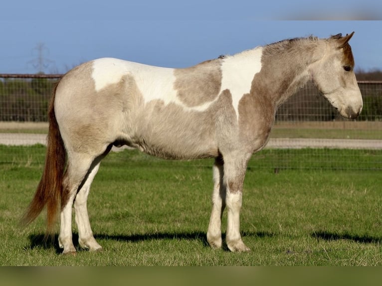 Weitere Ponys/Kleinpferde Wallach 5 Jahre 135 cm Schecke in Mineral Wells