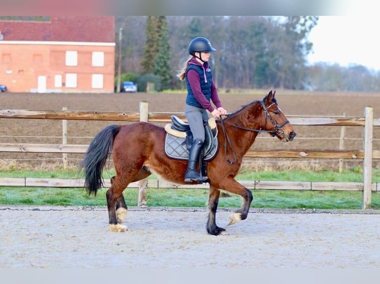 Weitere Ponys/Kleinpferde Wallach 5 Jahre 140 cm Brauner in Pepingen