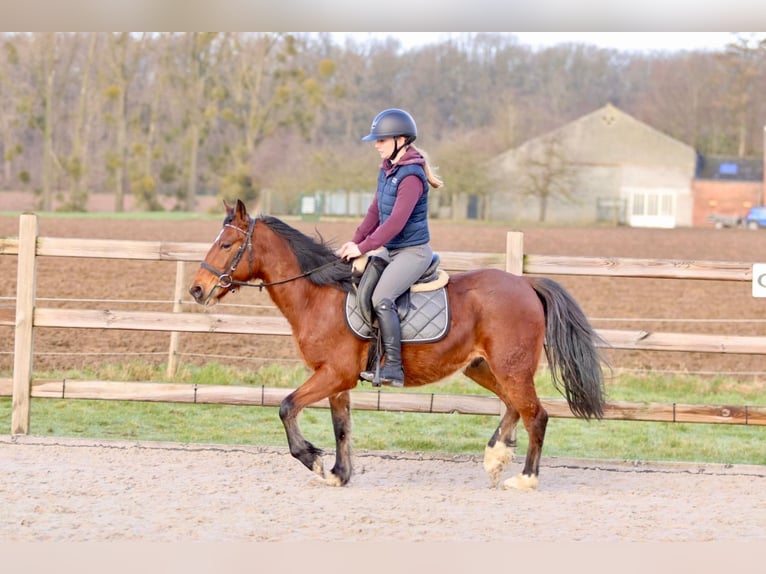 Weitere Ponys/Kleinpferde Wallach 5 Jahre 140 cm Brauner in Pepingen