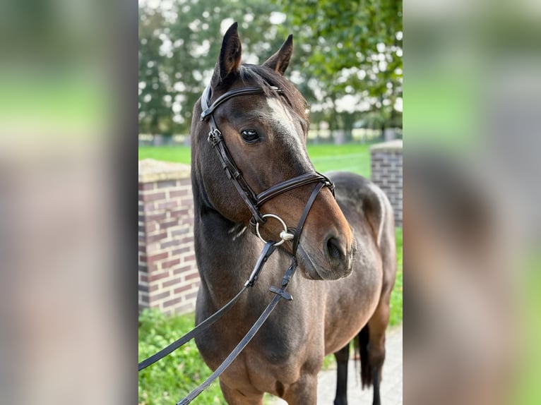 Weitere Ponys/Kleinpferde Wallach 5 Jahre 140 cm Brauner in Pelmberg