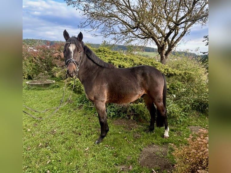 Weitere Ponys/Kleinpferde Wallach 5 Jahre 140 cm Brauner in Pelmberg
