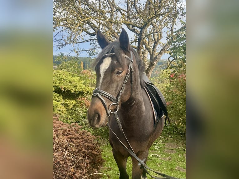 Weitere Ponys/Kleinpferde Wallach 5 Jahre 140 cm Brauner in Pelmberg