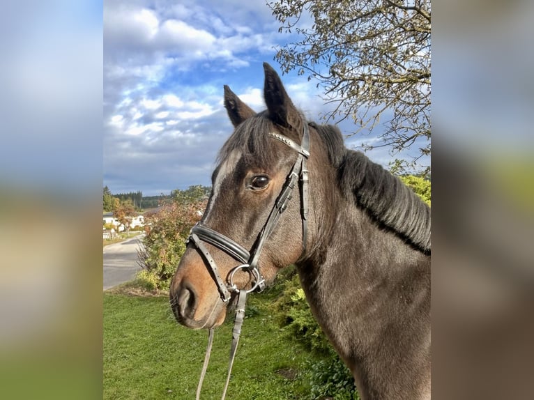 Weitere Ponys/Kleinpferde Wallach 5 Jahre 140 cm Brauner in Pelmberg