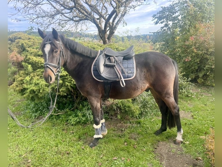 Weitere Ponys/Kleinpferde Wallach 5 Jahre 140 cm Brauner in Pelmberg