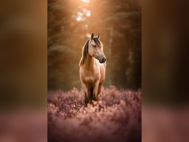 Weitere Ponys/Kleinpferde Mix Wallach 5 Jahre 140 cm Falbe in Quernheim