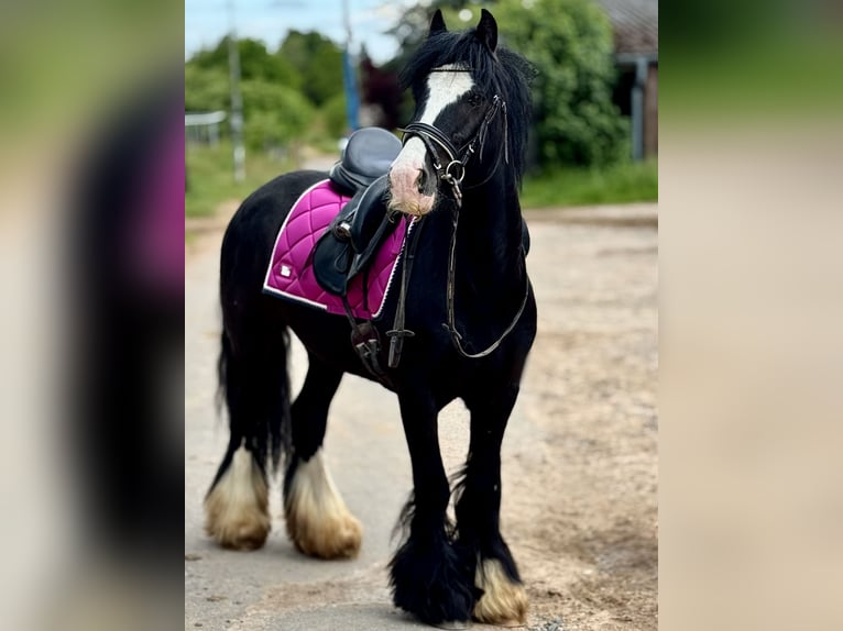 Weitere Ponys/Kleinpferde Wallach 5 Jahre 140 cm Rappe in Bexbach