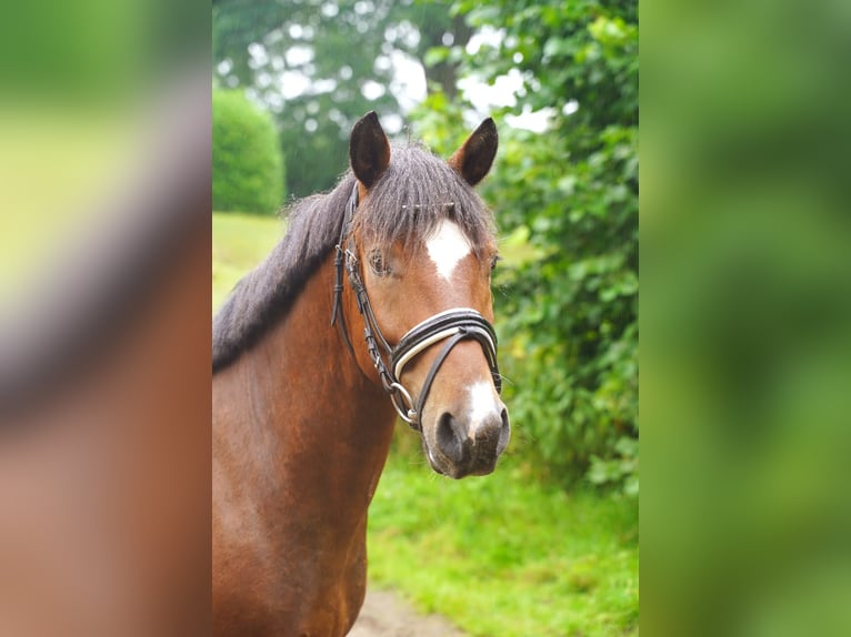Weitere Ponys/Kleinpferde Mix Wallach 5 Jahre 140 cm Schecke in Jesteburg