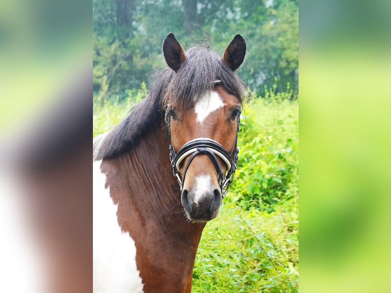 Weitere Ponys/Kleinpferde Mix Wallach 5 Jahre 140 cm Schecke in Jesteburg