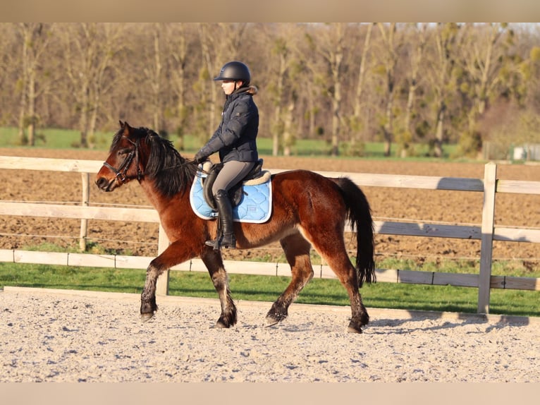 Weitere Ponys/Kleinpferde Wallach 5 Jahre 142 cm Brauner in Pepingen