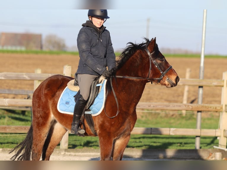 Weitere Ponys/Kleinpferde Wallach 5 Jahre 142 cm Brauner in Pepingen