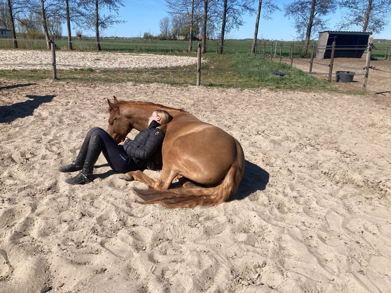 Weitere Ponys/Kleinpferde Wallach 5 Jahre 142 cm Fuchs in Amersfoort