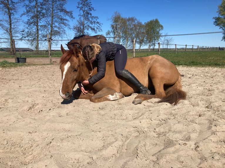 Weitere Ponys/Kleinpferde Wallach 5 Jahre 142 cm Fuchs in Amersfoort