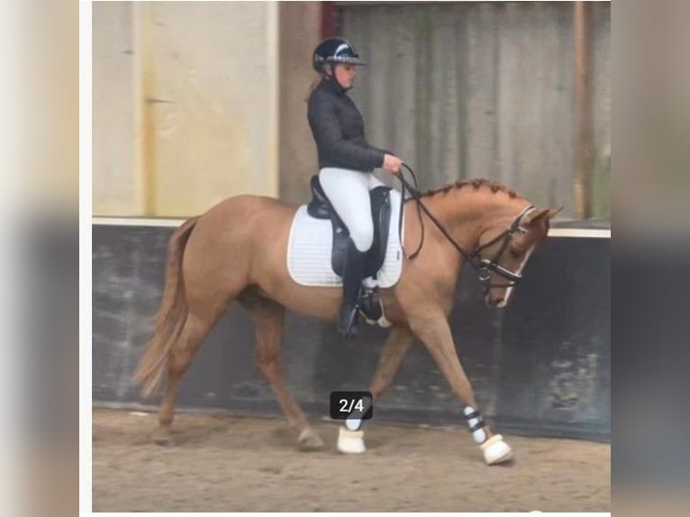 Weitere Ponys/Kleinpferde Wallach 5 Jahre 142 cm Fuchs in Amersfoort