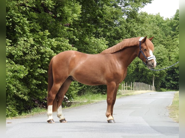 Weitere Ponys/Kleinpferde Wallach 5 Jahre 142 cm Fuchs in Verl