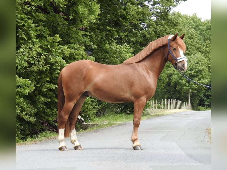 Weitere Ponys/Kleinpferde Wallach 5 Jahre 142 cm Fuchs in Verl