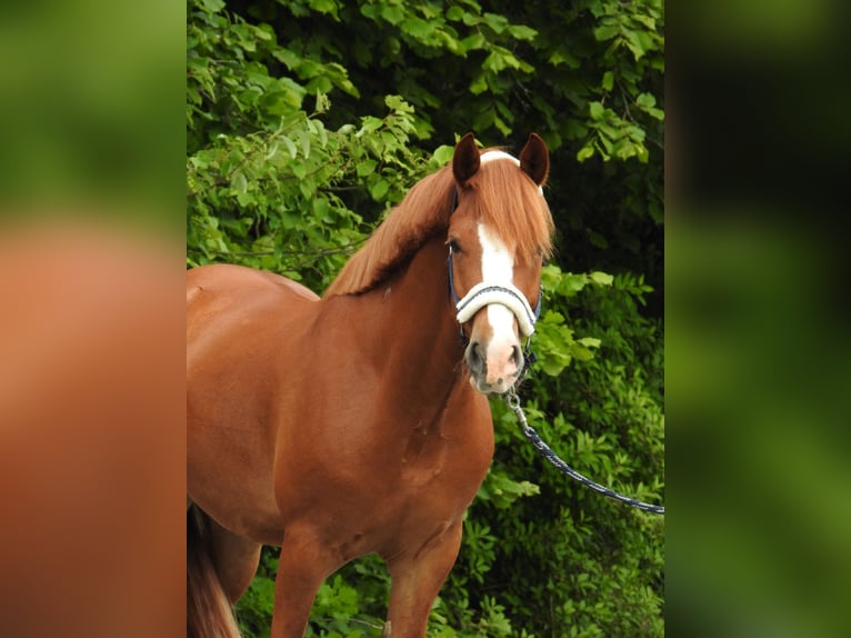 Weitere Ponys/Kleinpferde Wallach 5 Jahre 142 cm Fuchs in Verl