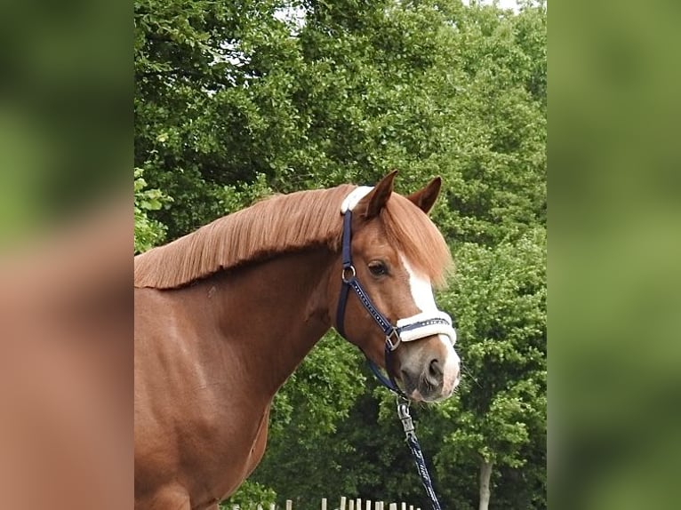 Weitere Ponys/Kleinpferde Wallach 5 Jahre 142 cm Fuchs in Verl