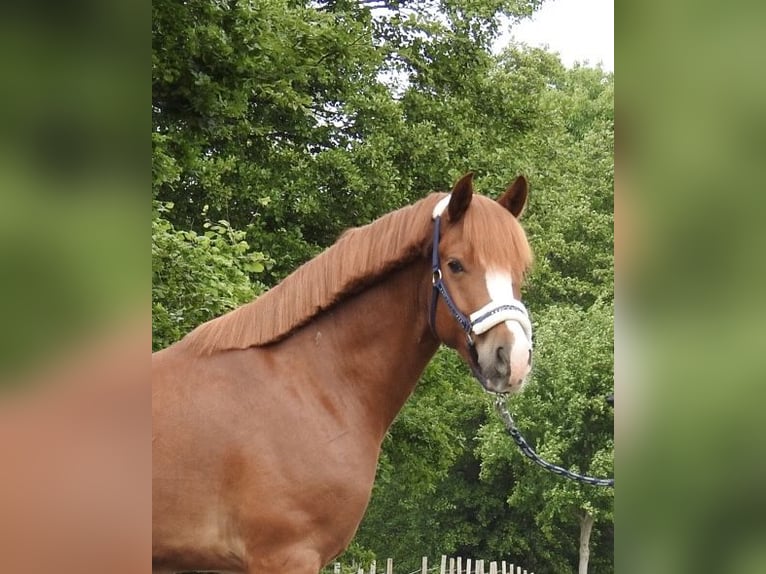 Weitere Ponys/Kleinpferde Wallach 5 Jahre 142 cm Fuchs in Verl