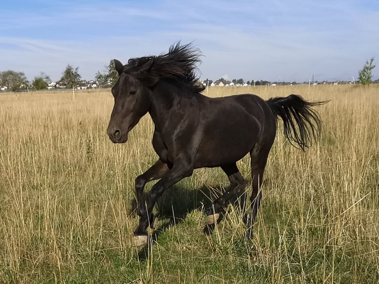Weitere Ponys/Kleinpferde Wallach 5 Jahre 142 cm Rappe in Pohlheim