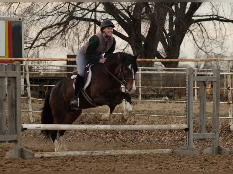 Weitere Ponys/Kleinpferde Wallach 5 Jahre 142 cm Schecke in Baxter Springs