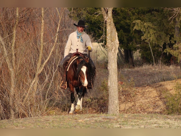 Weitere Ponys/Kleinpferde Wallach 5 Jahre 142 cm Schecke in Baxter Springs