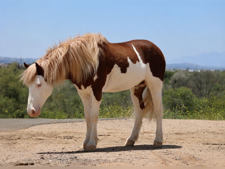 Weitere Ponys/Kleinpferde Wallach 5 Jahre 142 cm Schecke in Norco