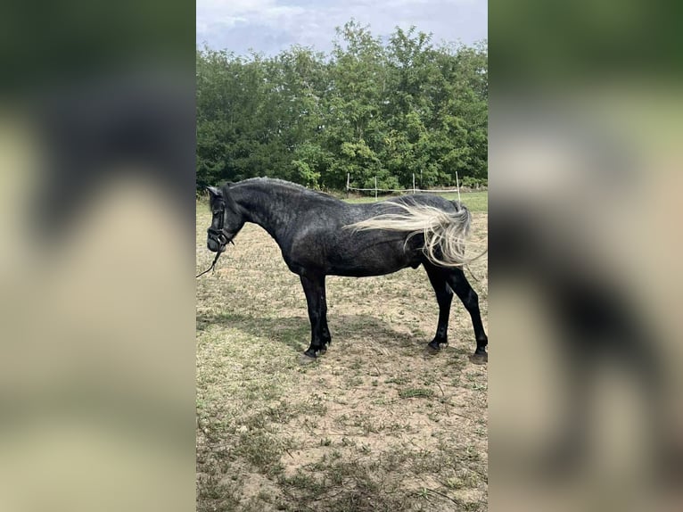 Weitere Ponys/Kleinpferde Wallach 5 Jahre 144 cm Schimmel in B&#xE9;k&#xE9;scsaba