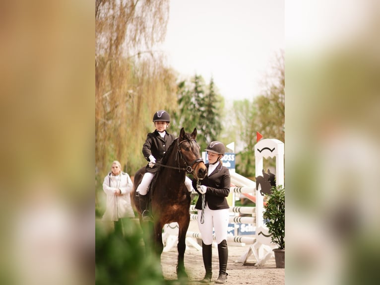 Weitere Ponys/Kleinpferde Wallach 5 Jahre 145 cm Brauner in Meinhard
