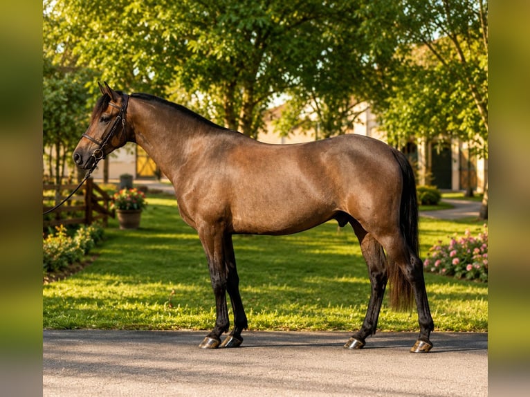 Weitere Ponys/Kleinpferde Wallach 5 Jahre 145 cm Dunkelbrauner in Békéscsaba