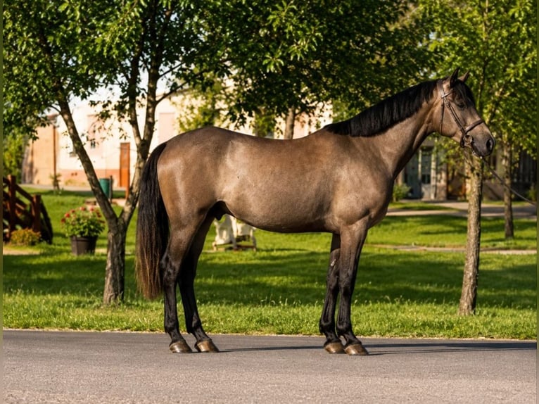 Weitere Ponys/Kleinpferde Wallach 5 Jahre 145 cm Dunkelbrauner in Békéscsaba