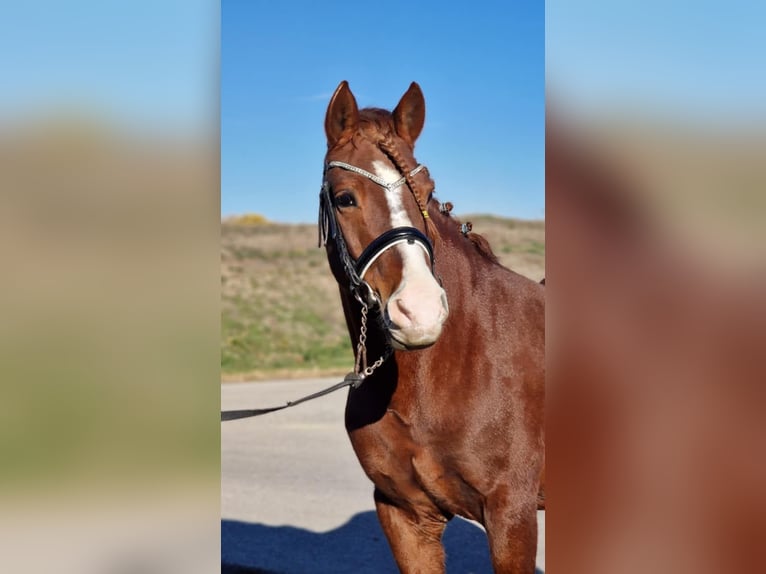 Weitere Ponys/Kleinpferde Wallach 5 Jahre 145 cm Fuchs in Gyula