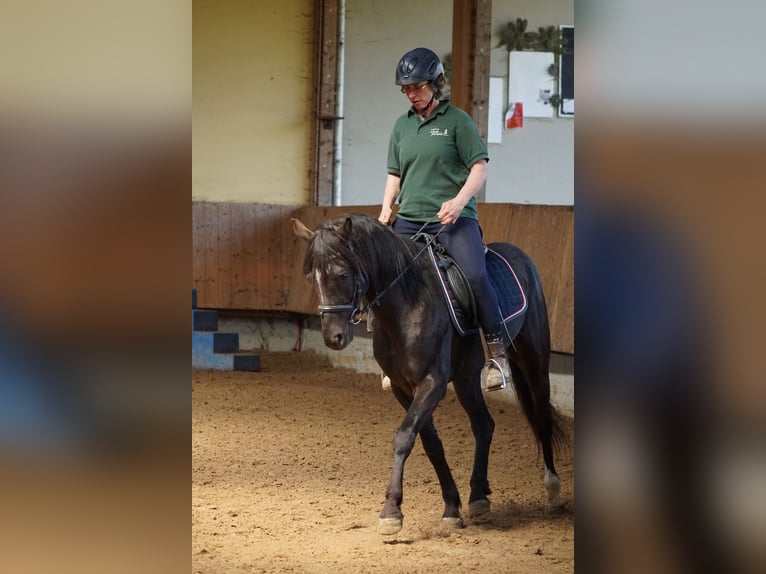 Weitere Ponys/Kleinpferde Wallach 5 Jahre 145 cm Rappe in Talheim