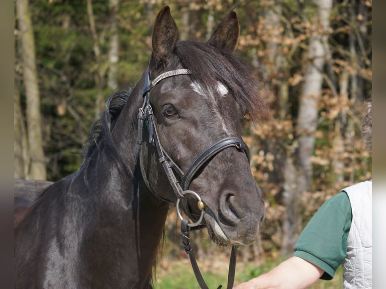 Weitere Ponys/Kleinpferde Wallach 5 Jahre 145 cm Rappe in Talheim