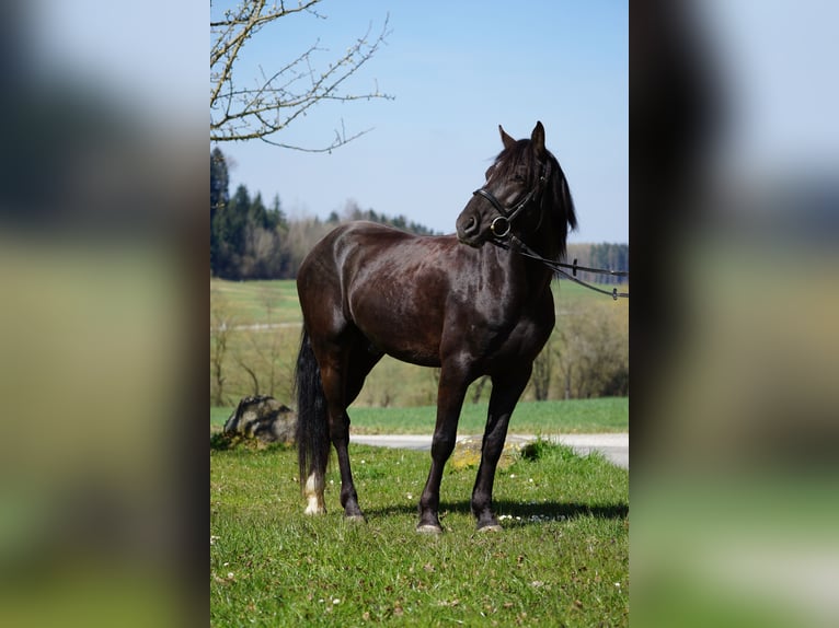 Weitere Ponys/Kleinpferde Wallach 5 Jahre 145 cm Rappe in Talheim