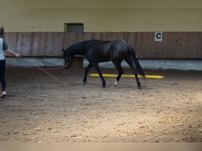 Weitere Ponys/Kleinpferde Wallach 5 Jahre 145 cm Rappe in Talheim