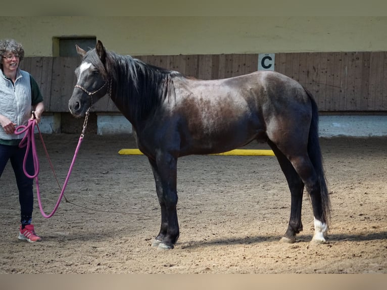 Weitere Ponys/Kleinpferde Wallach 5 Jahre 145 cm Rappe in Talheim
