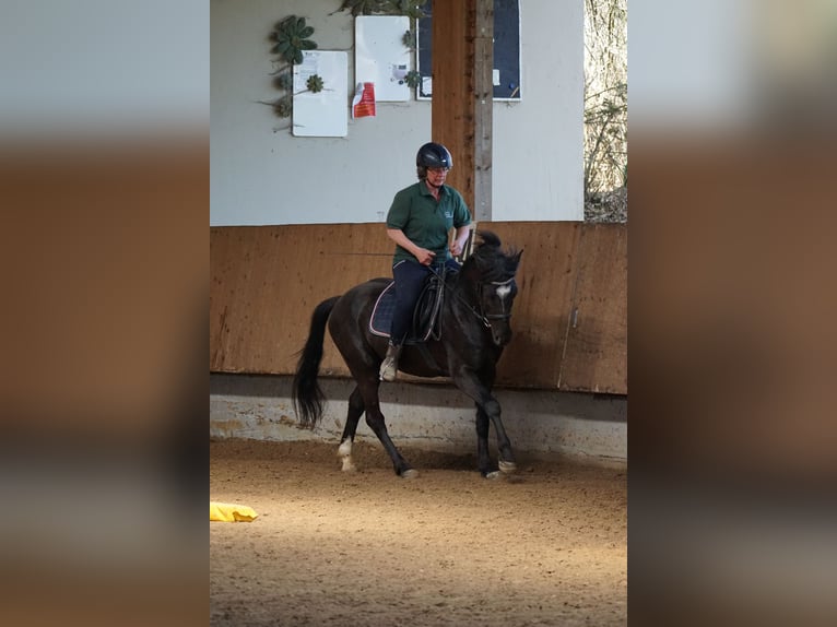 Weitere Ponys/Kleinpferde Wallach 5 Jahre 145 cm Rappe in Talheim