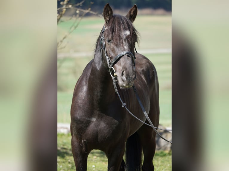 Weitere Ponys/Kleinpferde Wallach 5 Jahre 145 cm Rappe in Talheim