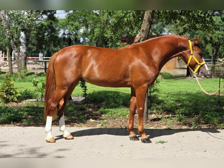 Weitere Ponys/Kleinpferde Wallach 5 Jahre 146 cm in B&#xE9;k&#xE9;scsaba