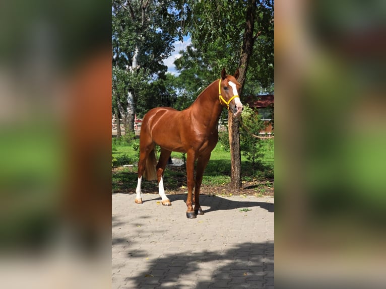 Weitere Ponys/Kleinpferde Wallach 5 Jahre 146 cm in B&#xE9;k&#xE9;scsaba