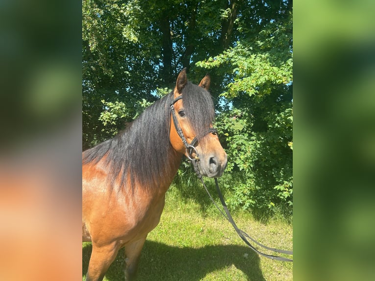 Weitere Ponys/Kleinpferde Wallach 5 Jahre 148 cm  in Bad Laer