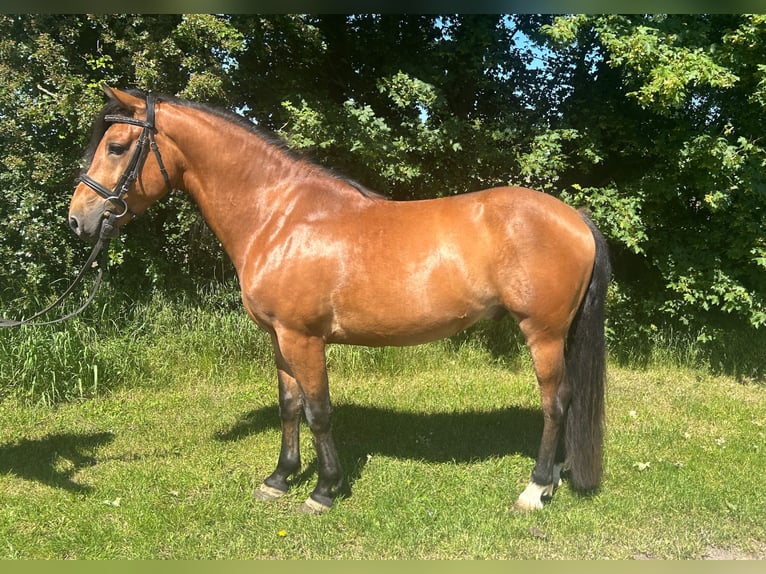 Weitere Ponys/Kleinpferde Wallach 5 Jahre 148 cm  in Bad Laer