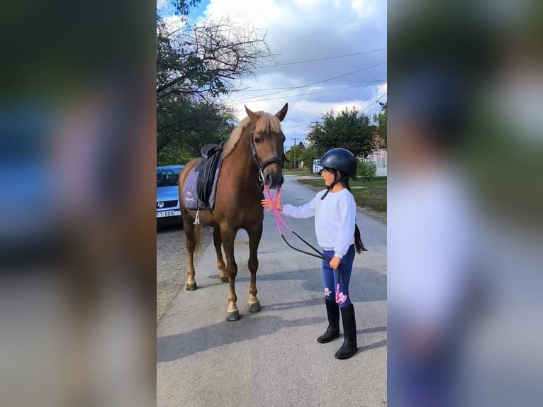 Weitere Ponys/Kleinpferde Wallach 5 Jahre 148 cm Fuchs in Békéscsaba Weitere Ponys/Kleinpferde Wallach 5 Jahre 148 cm Fuchs in Békéscsaba