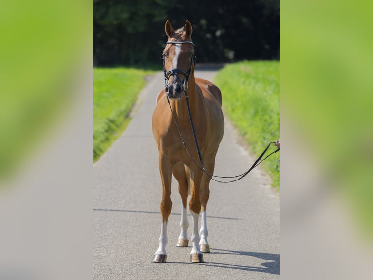 Weitere Ponys/Kleinpferde Wallach 5 Jahre 148 cm Fuchs in Bad Bentheim