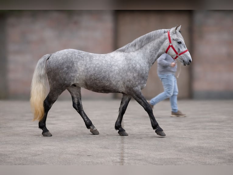 Weitere Ponys/Kleinpferde Wallach 5 Jahre 148 cm Schimmel in Békéscsaba