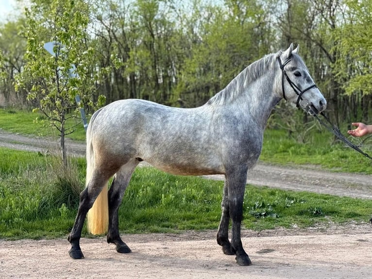 Weitere Ponys/Kleinpferde Wallach 5 Jahre 148 cm Schimmel in Békéscsaba