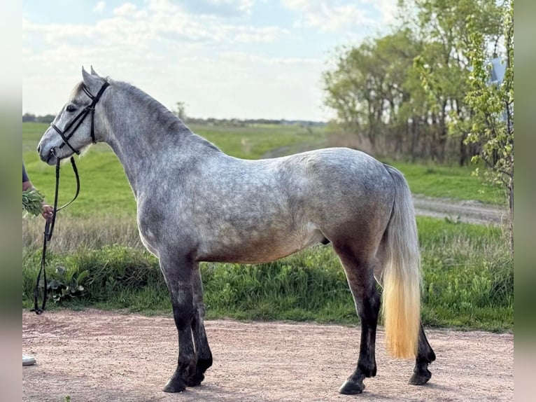 Weitere Ponys/Kleinpferde Wallach 5 Jahre 148 cm Schimmel in Békéscsaba
