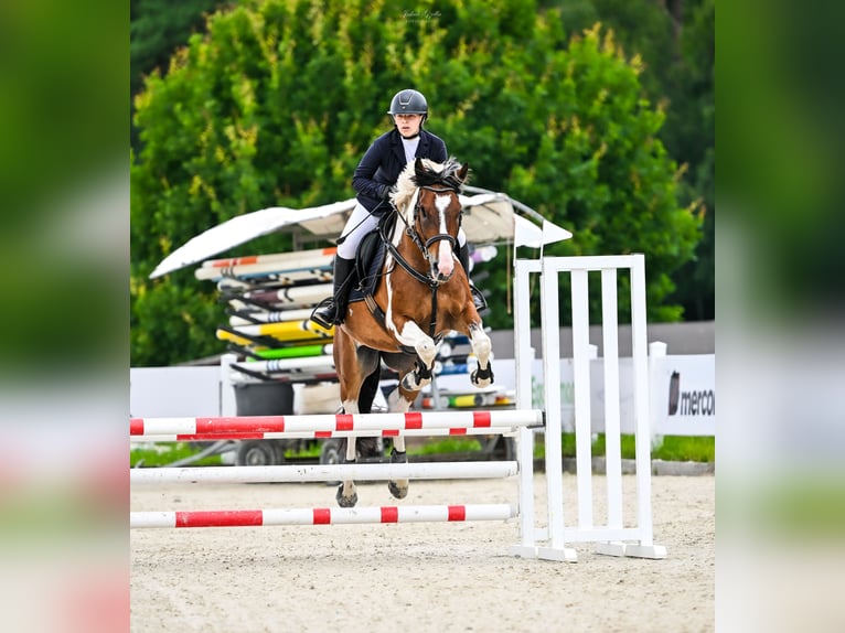 Weitere Ponys/Kleinpferde Mix Wallach 5 Jahre 148 cm Tigerschecke in Gietrzwałd